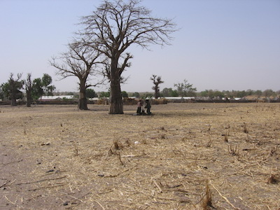 2期バオバブの木の下で臼を突く女たち_070131