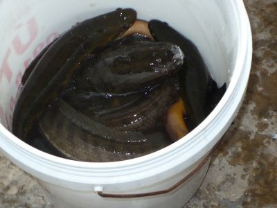 091209_地方監理の殆どのランチはウナギのぶつ切り鍋_091209