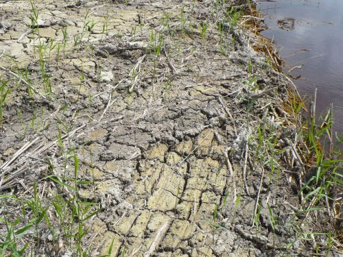 100415_エンバンクメント_パイライト層露出_100415