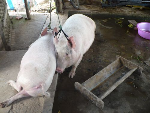 100415_ランチハウスで飼っている豚たち_100415