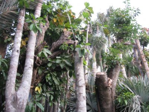 140227_植木屋の樹木_140227_コピー