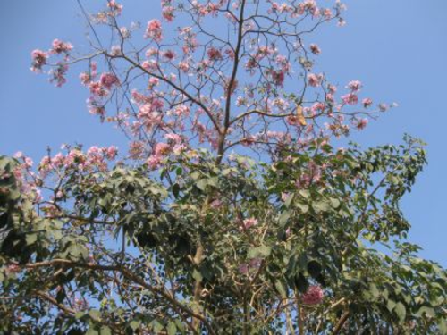 140227_庭に桜に似た木を選定_140227_コピー
