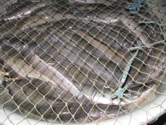 171110_ナムスワン市場(3)_171110